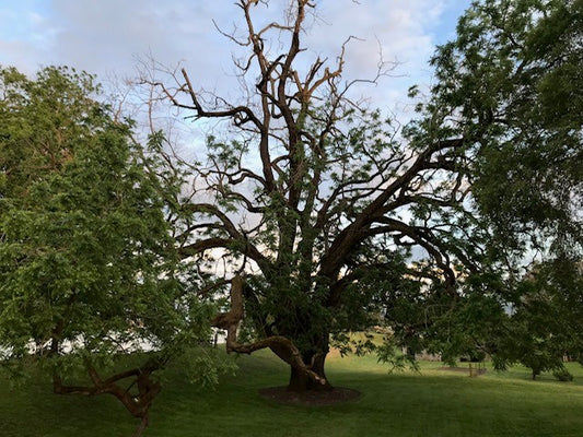 The U.S. “National Champion” Black Walnut Tree